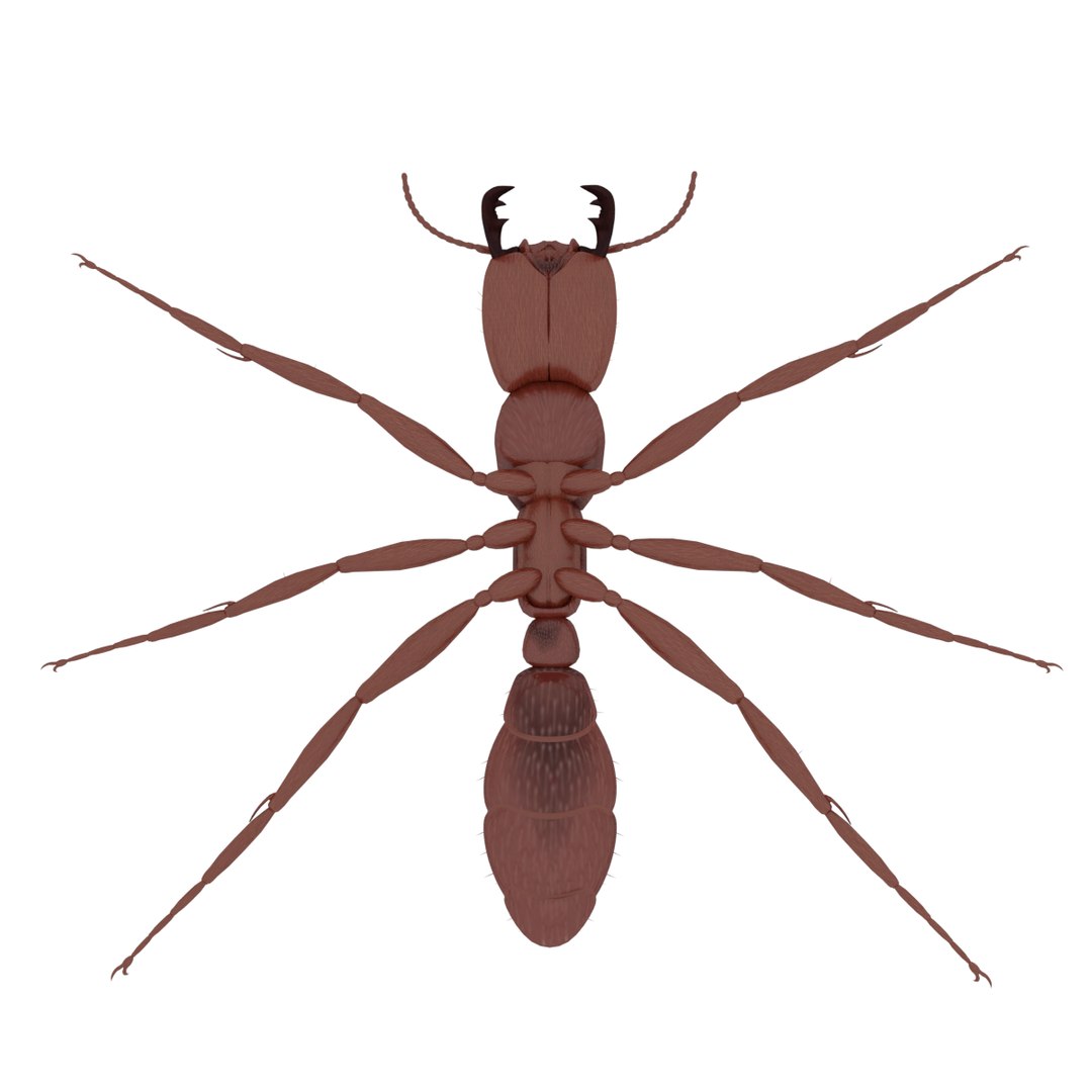 3D army ant worker model https://p.turbosquid.com/ts-thumb/VI/eUPsAm/V1eNppZE/0011/png/1506293221/1920x1080/fit_q87/326cb53fd0276d3294679b66447699df04b23d70/0011.jpg
