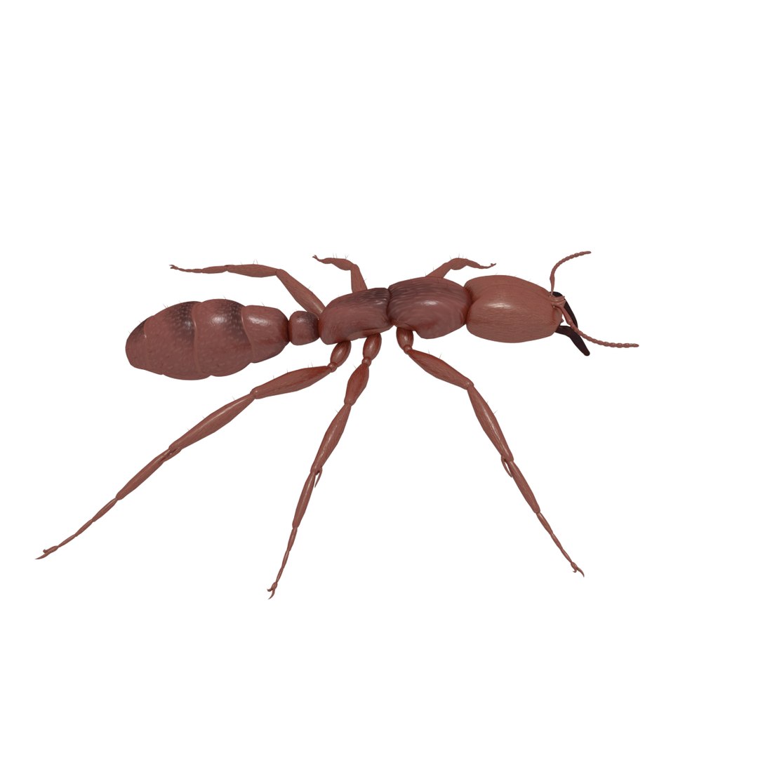 3D army ant worker model https://p.turbosquid.com/ts-thumb/VI/eUPsAm/jHiHbOPa/0002/png/1506293221/1920x1080/fit_q87/a6ac10309da8d1cf75d99d5298992eee3c2659c5/0002.jpg
