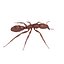 army ant worker