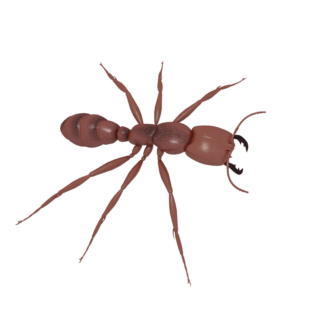 3D army ant worker model https://p.turbosquid.com/ts-thumb/VI/eUPsAm/luStX9qH/0022/png/1506293221/1920x1080/fit_q87/3f7eaf8bdec0b370190bf9e547d040d6f9f8c296/0022.jpg