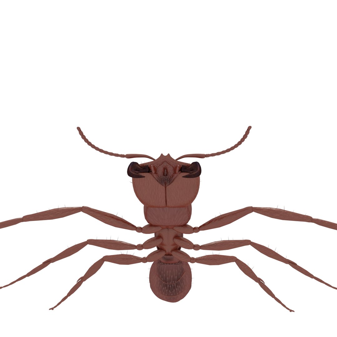 3D army ant worker model https://p.turbosquid.com/ts-thumb/VI/eUPsAm/okpGRzrY/0010/png/1506293221/1920x1080/fit_q87/8be16f6b362493c8e209f028ef33b8dbcec87233/0010.jpg