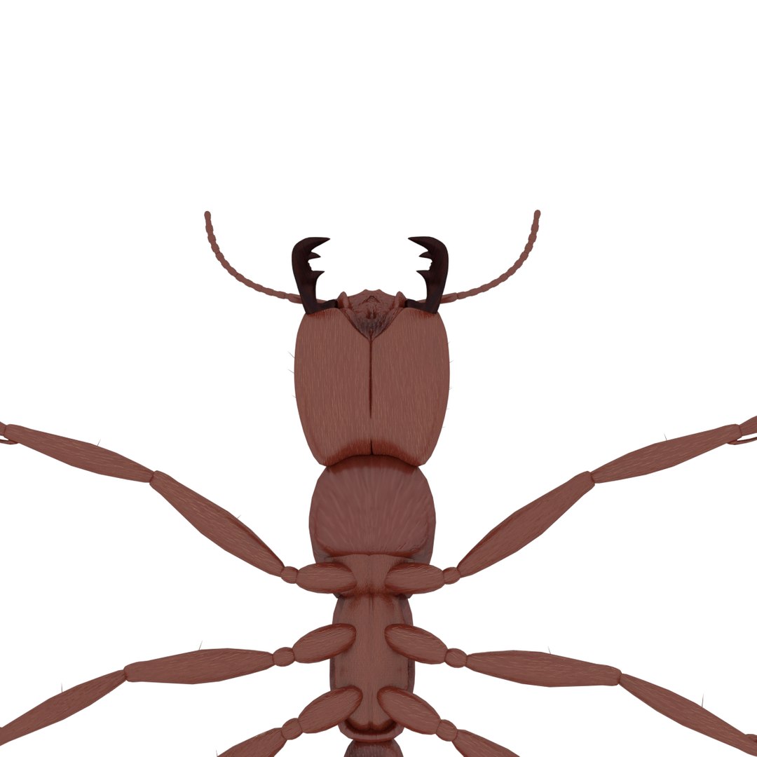 3D army ant worker model https://p.turbosquid.com/ts-thumb/VI/eUPsAm/q3xz3xtN/0012/png/1506293221/1920x1080/fit_q87/f7b0d1062e9ada41004e0474fa5b0fba958bee7b/0012.jpg
