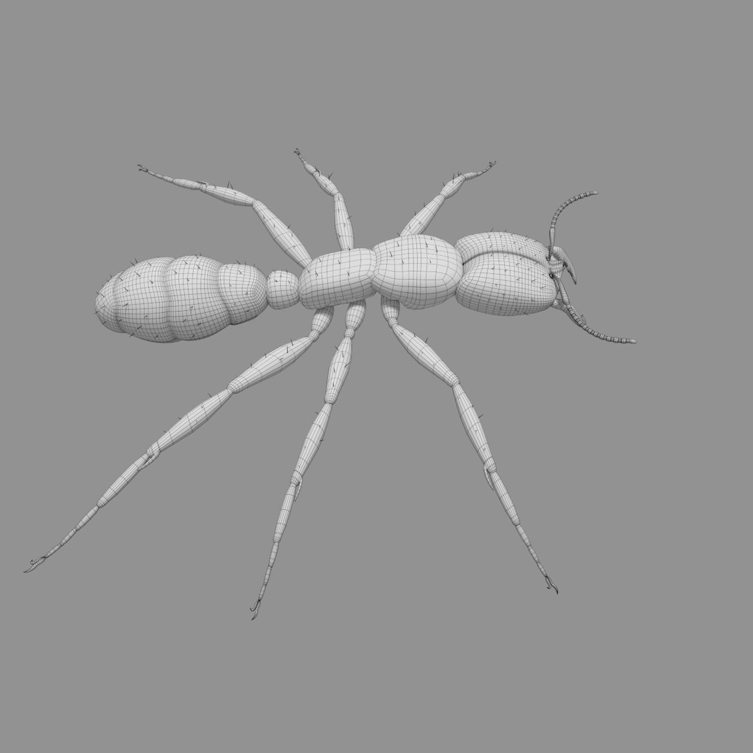 3D army ant worker model https://p.turbosquid.com/ts-thumb/VI/eUPsAm/rGVm5v1c/0003/png/1506293320/1920x1080/fit_q87/be358822c0b0f6ad7cd0b274f8e69503a95951dd/0003.jpg