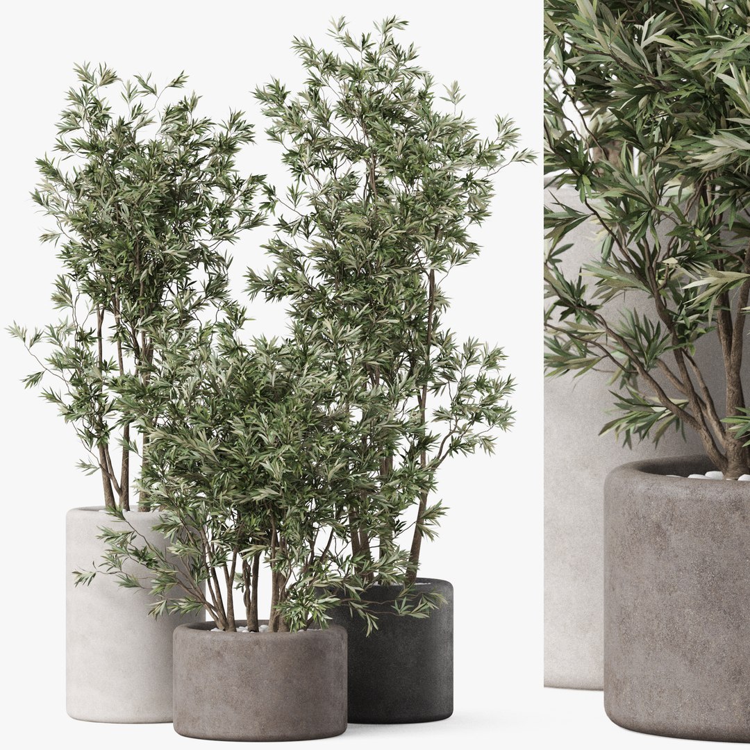 Plants collection 893 3D model https://p.turbosquid.com/ts-thumb/VI/i8RSZD/6s/plant_893_247/jpg/1674537998/1920x1080/fit_q87/0539fa8f761a7fa0c9f41c1cba73160fff552e88/plant_893_247.jpg