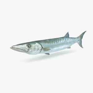 Barracuda 02