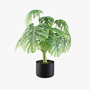 Monstera plant