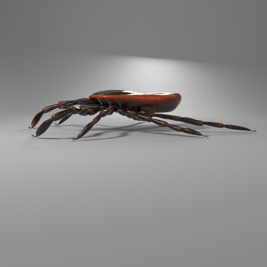 3D tick rigged https://p.turbosquid.com/ts-thumb/VJ/IMcKRl/qGQZTrgC/render_04/jpg/1564666675/1920x1080/fit_q87/bb4368bd62cbfcf2290cbe323a9454c79855a291/render_04.jpg