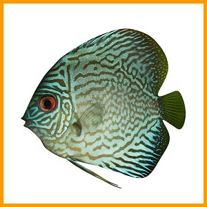discus fish 3d obj