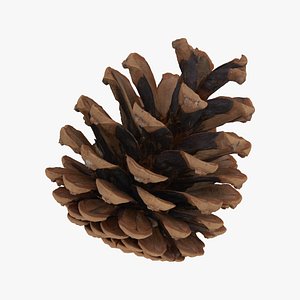 3D pine cone 01 raw