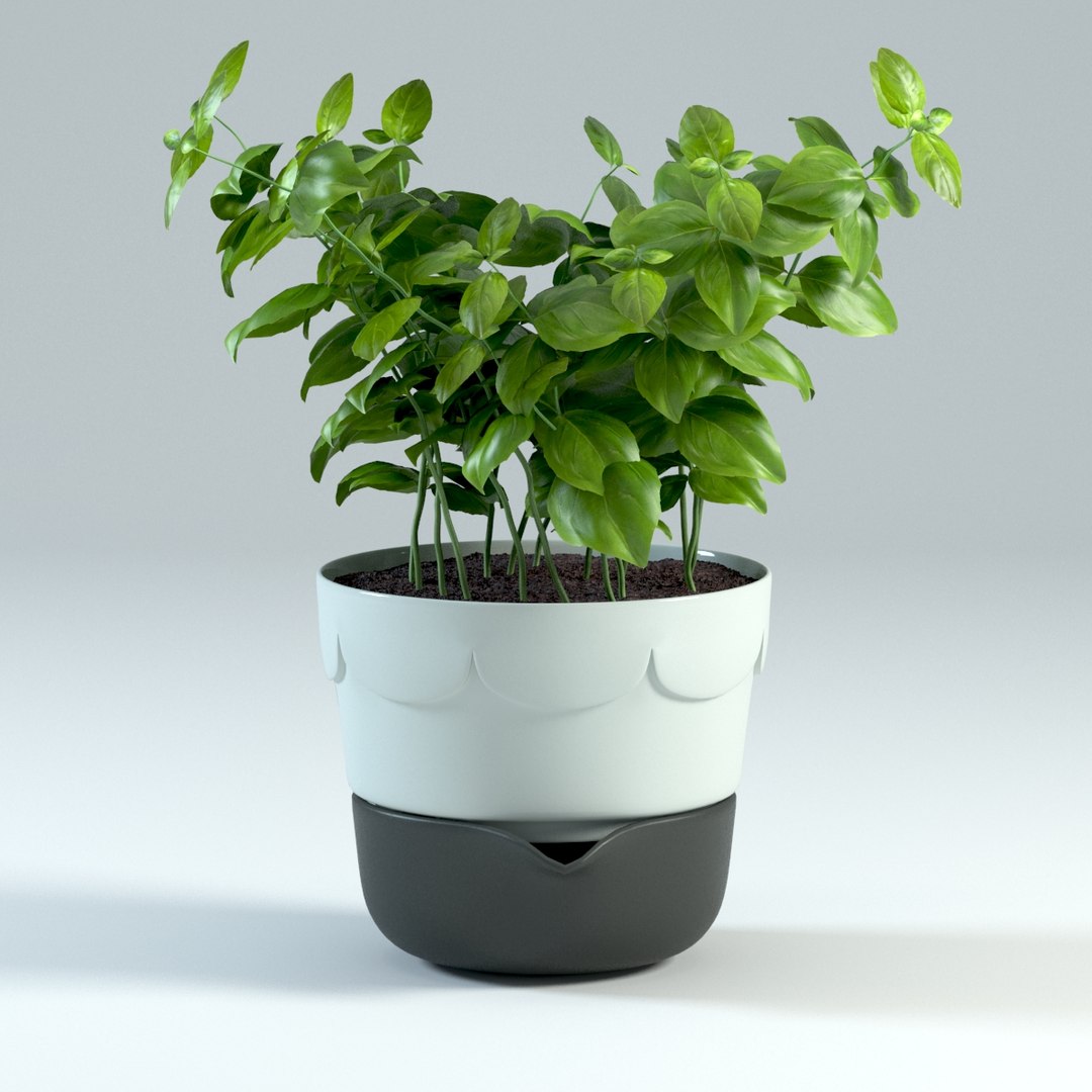 spice plants basil dill 3d model https://p.turbosquid.com/ts-thumb/VJ/kUo39o/0bTue6EK/basil2/jpg/1414950376/1920x1080/fit_q87/60a9e824203295059856dce9d2812dd6d8b766cd/basil2.jpg