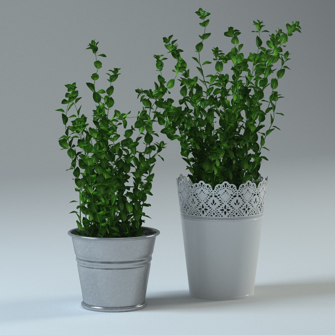 spice plants basil dill 3d model https://p.turbosquid.com/ts-thumb/VJ/kUo39o/8Gqcnnmo/oregano4/jpg/1414950396/1920x1080/fit_q87/4eaee78499d002f820d02f4fbfd4c7fcd4a8841b/oregano4.jpg