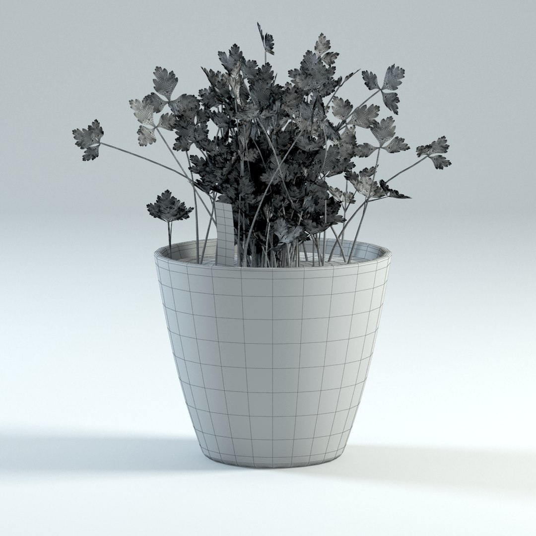 spice plants basil dill 3d model https://p.turbosquid.com/ts-thumb/VJ/kUo39o/CbzXaH0N/parslywire/jpg/1414950500/1920x1080/fit_q87/1f99bdb5ef16289ca111a891a4d22813a764e88b/parslywire.jpg