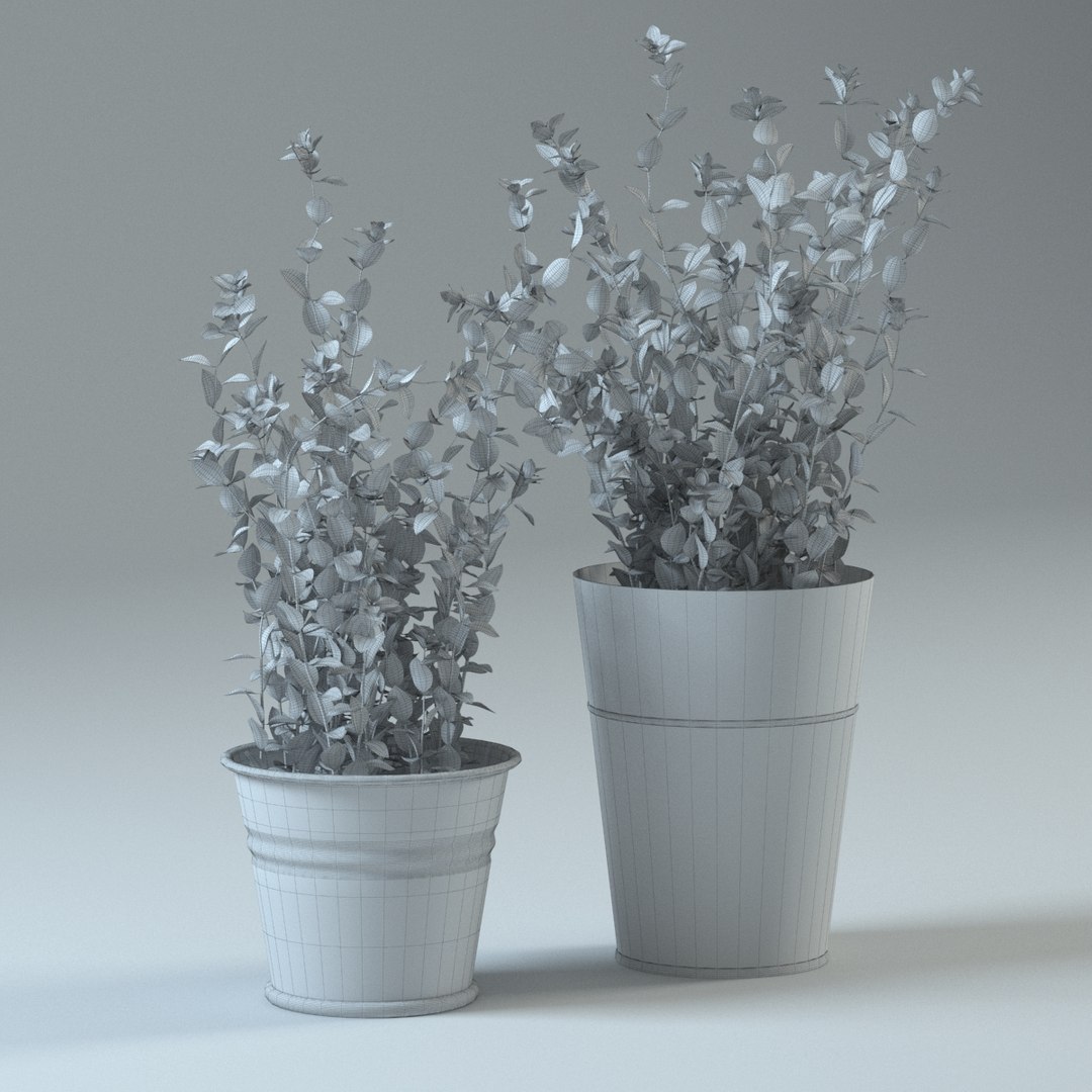 spice plants basil dill 3d model https://p.turbosquid.com/ts-thumb/VJ/kUo39o/Lolk1T18/wire/jpg/1414950396/1920x1080/fit_q87/2b5fb279ed01cd64e365f6842b69bdf8245bcd60/wire.jpg