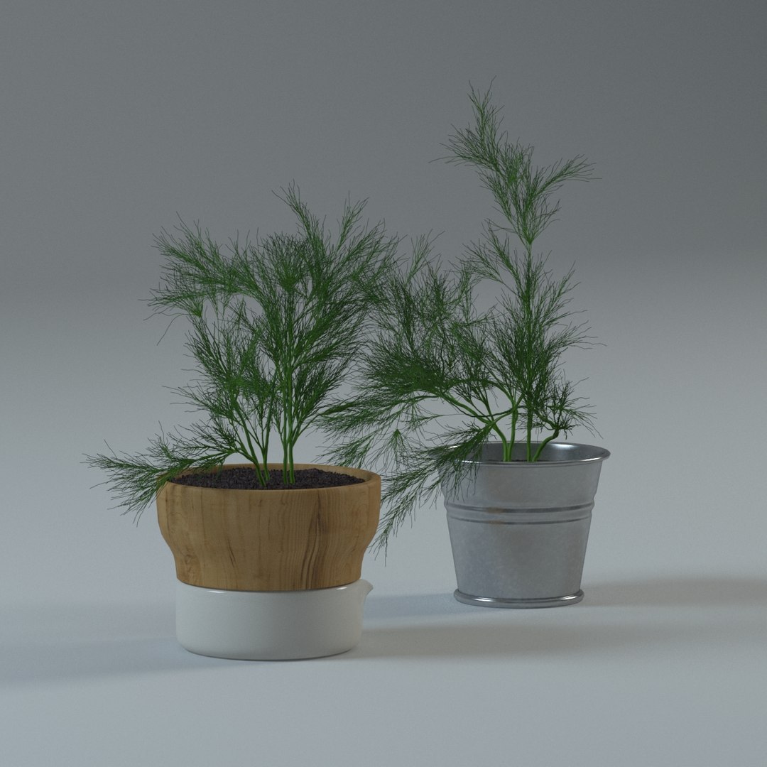 spice plants basil dill 3d model https://p.turbosquid.com/ts-thumb/VJ/kUo39o/M00mGOMv/dill3/jpg/1414950383/1920x1080/fit_q87/ca798dc1fff44f1b67166c373df7a15e93c2a26f/dill3.jpg