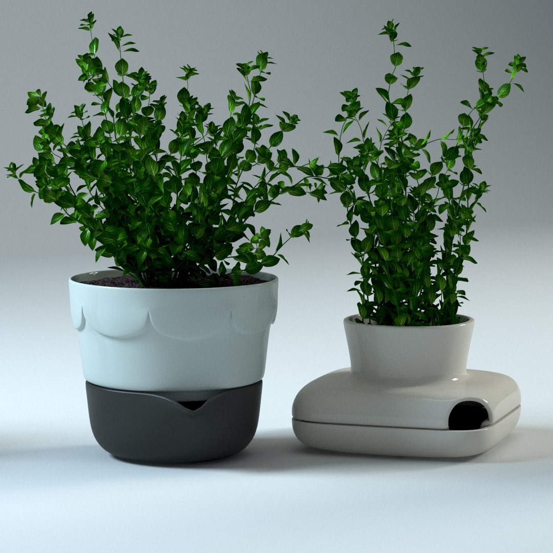 spice plants basil dill 3d model https://p.turbosquid.com/ts-thumb/VJ/kUo39o/Tn2UvM14/oregano2/jpg/1414950396/1920x1080/fit_q87/571368e397914657787bb7ffe36f87b3fb099776/oregano2.jpg