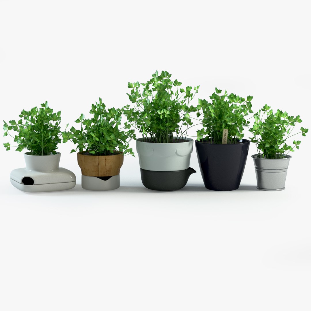 spice plants basil dill 3d model https://p.turbosquid.com/ts-thumb/VJ/kUo39o/WuRaXZSA/parsley3clean/jpg/1414950500/1920x1080/fit_q87/edf6039d9f91ed9e636726c9a9df792459a1083d/parsley3clean.jpg