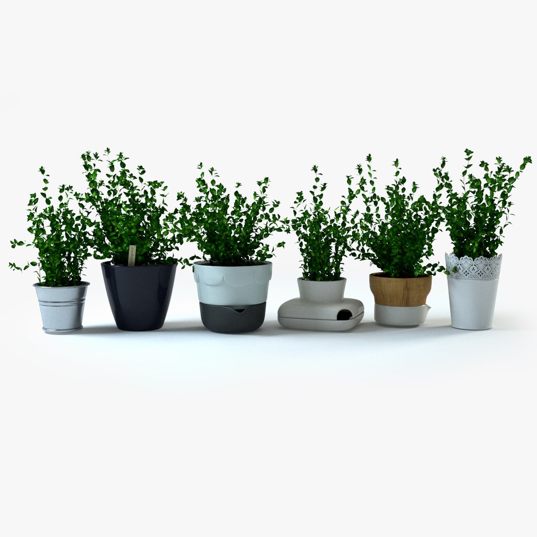 spice plants basil dill 3d model https://p.turbosquid.com/ts-thumb/VJ/kUo39o/cKfzS2XY/oregano1/jpg/1414950395/1920x1080/fit_q87/733f689638a1cf54b4f9fe88243b63f020a6de70/oregano1.jpg