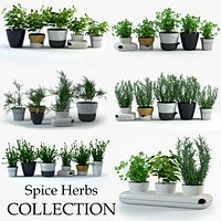 Spice Herbs Collection