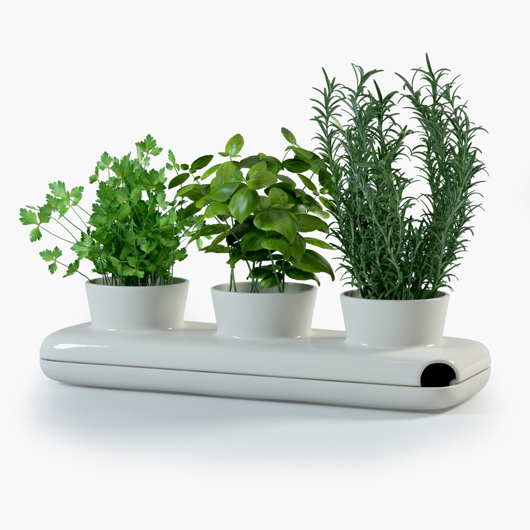spice plants basil dill 3d model https://p.turbosquid.com/ts-thumb/VJ/kUo39o/hePnil7i/3in1_vray/jpg/1414950500/1920x1080/fit_q87/3528e18d6ad9ed2dc17c482529510d28799d9de5/3in1_vray.jpg