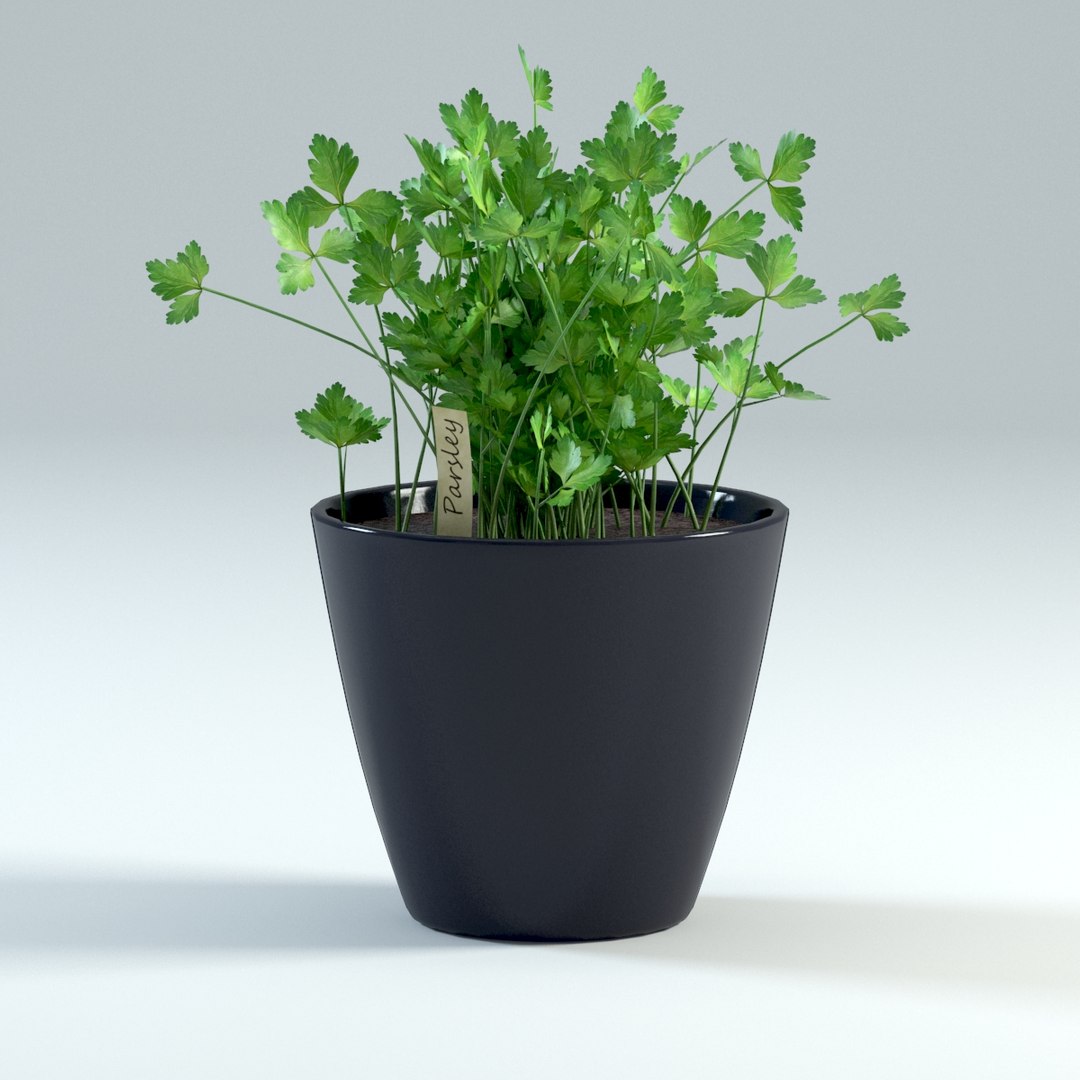 spice plants basil dill 3d model https://p.turbosquid.com/ts-thumb/VJ/kUo39o/r99QRniO/parsley4/jpg/1414950500/1920x1080/fit_q87/ca93b1cc220dbac5ea11bf690796cc01c75f84fc/parsley4.jpg