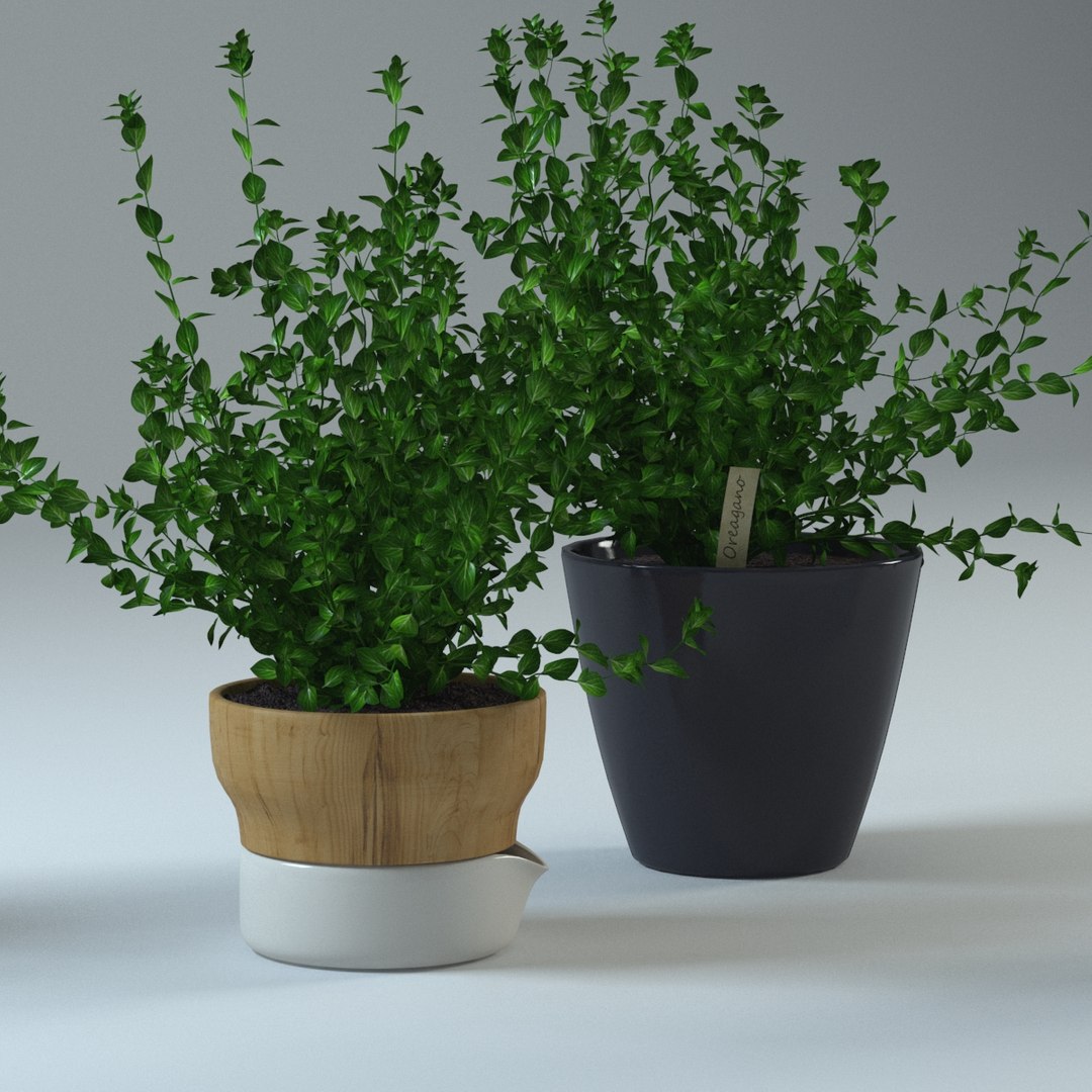 spice plants basil dill 3d model https://p.turbosquid.com/ts-thumb/VJ/kUo39o/rMHWjgIX/oregano3/jpg/1414950396/1920x1080/fit_q87/315d1b4a8a4d67c4cec2f3ad5046643f83cca6f0/oregano3.jpg