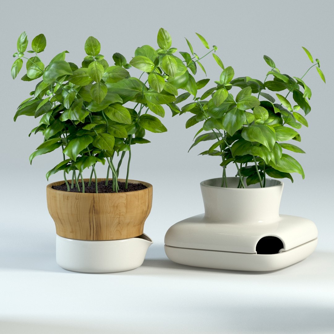 spice plants basil dill 3d model https://p.turbosquid.com/ts-thumb/VJ/kUo39o/rm0zTpMt/basil3/jpg/1414950376/1920x1080/fit_q87/a9e91d81021586a5e3f5e0df15ceed06555ca404/basil3.jpg
