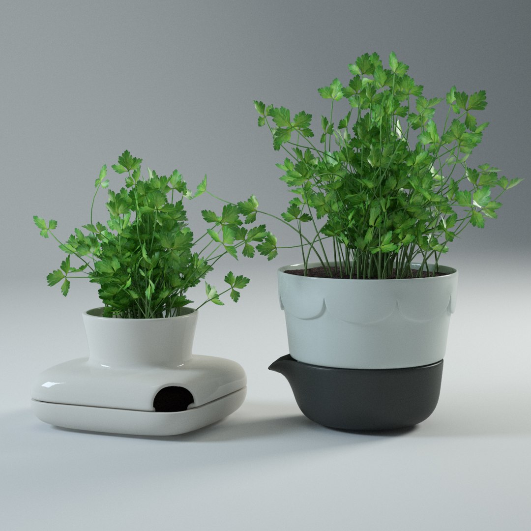 spice plants basil dill 3d model https://p.turbosquid.com/ts-thumb/VJ/kUo39o/t8WF1IX9/parsley1/jpg/1414950500/1920x1080/fit_q87/76200f77bcde25b0287af5f51f628673ef11a851/parsley1.jpg