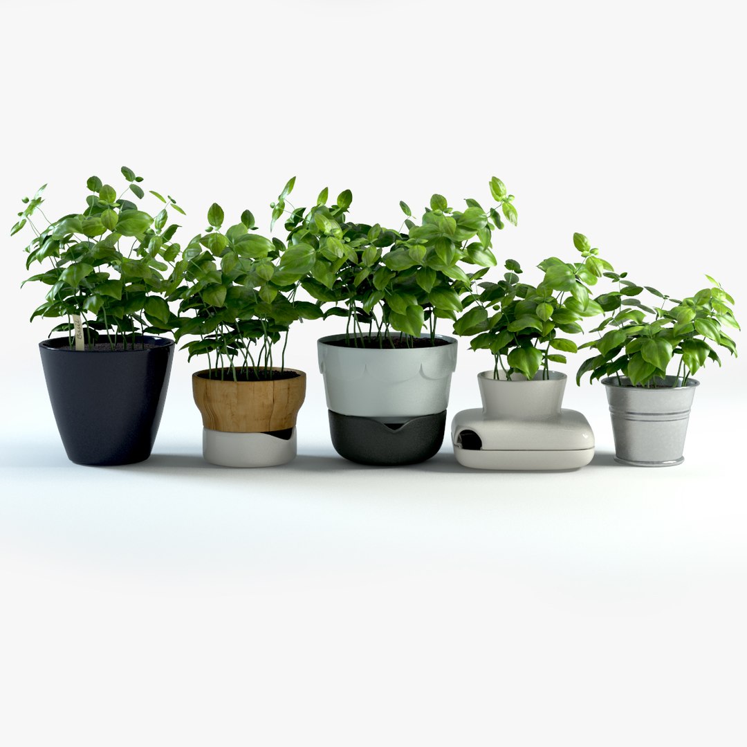 spice plants basil dill 3d model https://p.turbosquid.com/ts-thumb/VJ/kUo39o/zgYNr1h6/basil1/jpg/1414950376/1920x1080/fit_q87/6c2b6259811dfdf4f303d4070dc700bacadcd1df/basil1.jpg