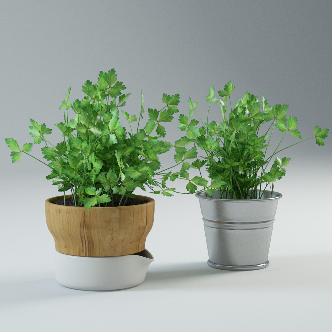 spice plants basil dill 3d model https://p.turbosquid.com/ts-thumb/VJ/kUo39o/zp4LWkmb/parsley2/jpg/1414950500/1920x1080/fit_q87/a1c22518b0caf9e37b66344fe77702998beafb34/parsley2.jpg
