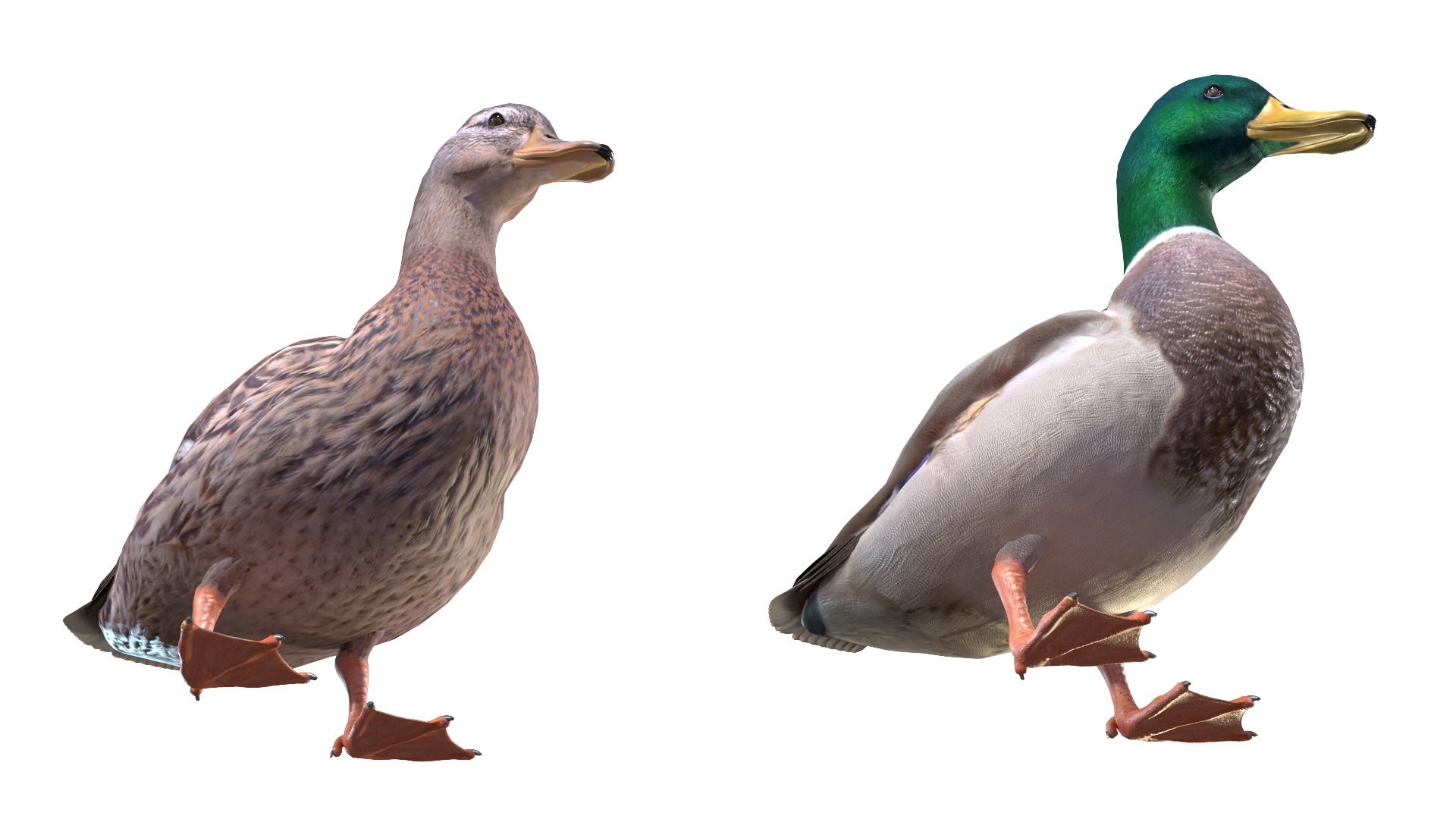Waterfowl Collection 3D model https://p.turbosquid.com/ts-thumb/VJ/rhqt6W/7A/031/jpg/1640962808/1920x1080/fit_q87/1a7b6a64b8486abd6b1923affed94d376f21fc84/031.jpg
