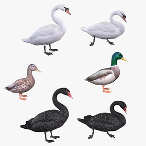Waterfowl Collection 3D model
