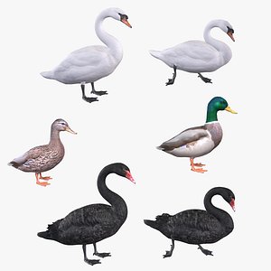 Waterfowl Collection