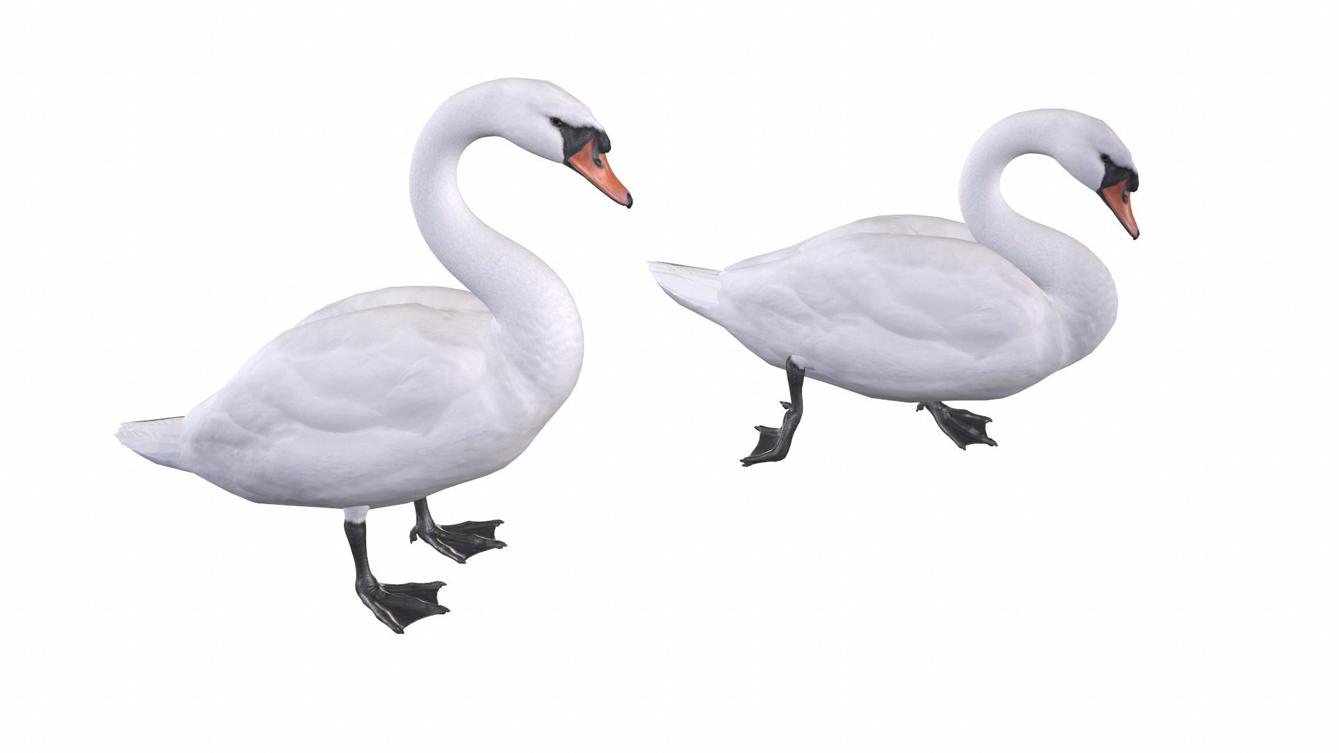 Waterfowl Collection 3D model https://p.turbosquid.com/ts-thumb/VJ/rhqt6W/9z/muteswan0/jpg/1640962488/1920x1080/turn_fit_q99/59db843b9a258c4faa41268a877639a859bfef48/muteswan0-1.jpg