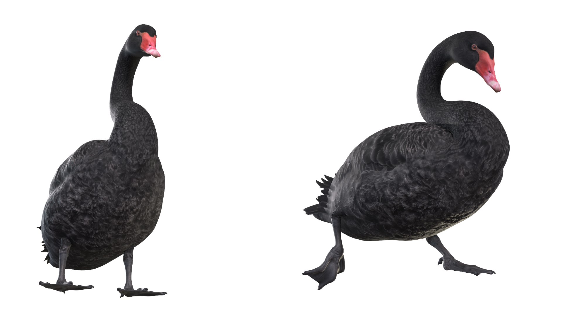 Waterfowl Collection 3D model https://p.turbosquid.com/ts-thumb/VJ/rhqt6W/Cm/032/jpg/1640964076/1920x1080/fit_q87/faa6fe722f8eddb75191cba3933c441548e74d0d/032.jpg