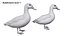 Collezione di uccelli acquatici