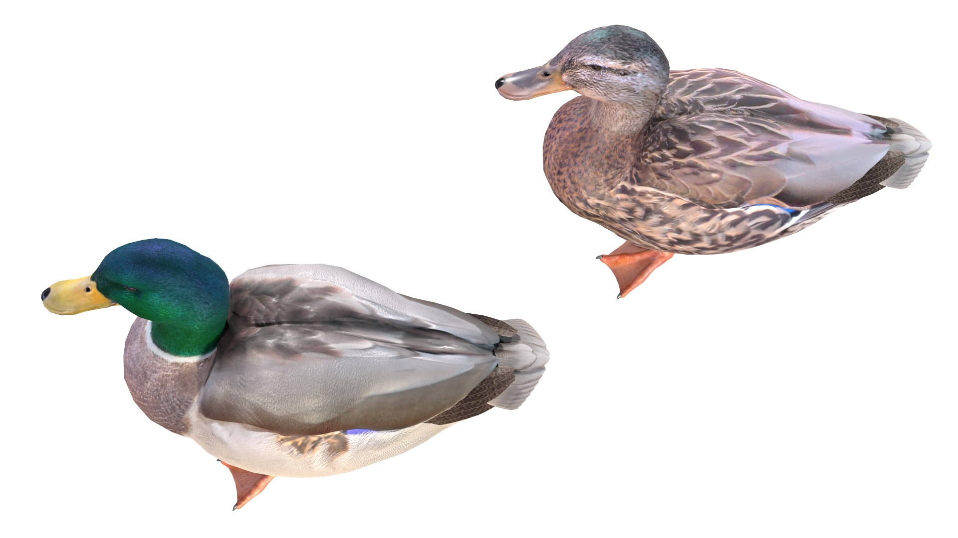 Waterfowl Collection 3D model https://p.turbosquid.com/ts-thumb/VJ/rhqt6W/MS/081/jpg/1640962820/1920x1080/fit_q87/69332631bfb3d098f27a7424cfe3102a5d93c828/081.jpg