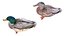 Collezione di uccelli acquatici