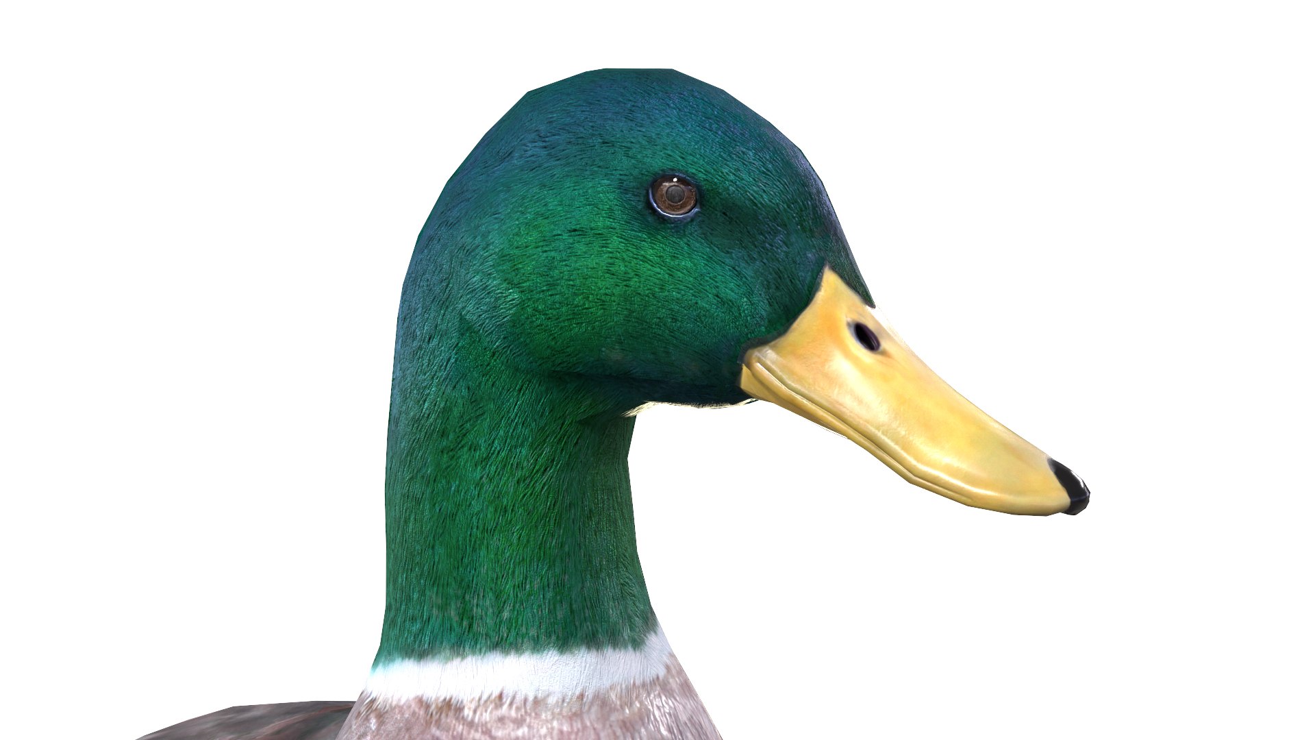 Waterfowl Collection 3D model https://p.turbosquid.com/ts-thumb/VJ/rhqt6W/N0/051/jpg/1640962824/1920x1080/fit_q87/010cc9db174b3054414c4e7f74d6b8d67778c644/051.jpg