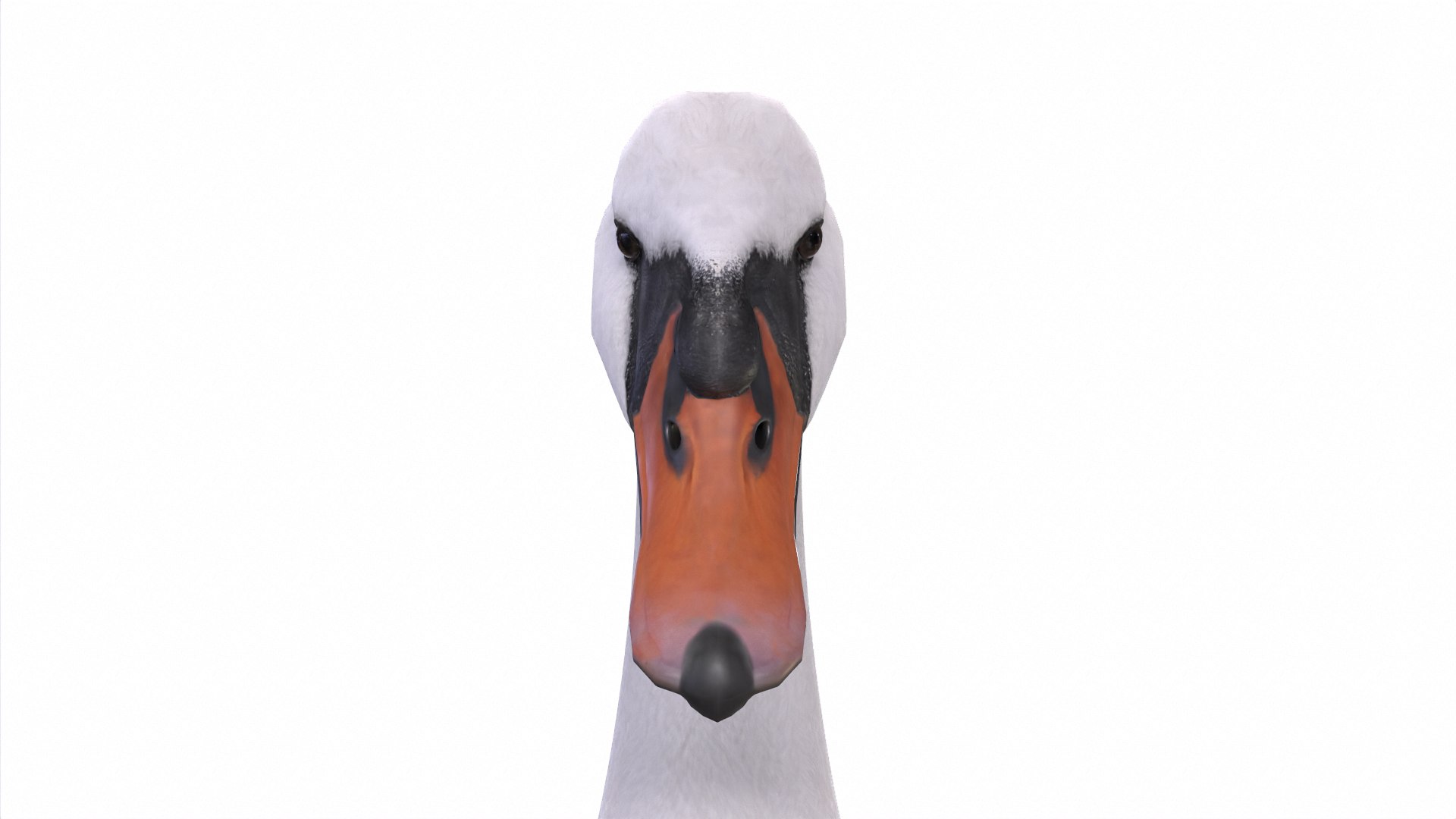 Waterfowl Collection 3D model https://p.turbosquid.com/ts-thumb/VJ/rhqt6W/N3/04/jpg/1640962438/1920x1080/fit_q87/f8445b81812cf9767e1f0451c6f2af5961332d1e/04.jpg