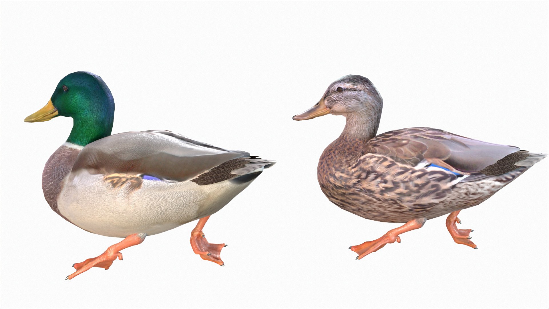 Waterfowl Collection 3D model https://p.turbosquid.com/ts-thumb/VJ/rhqt6W/Ri/0121/jpg/1640962833/1920x1080/fit_q87/5c3a6eb873333fdd78015be650f3118791617466/0121.jpg