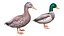 Collezione di uccelli acquatici