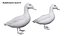 Collezione di uccelli acquatici