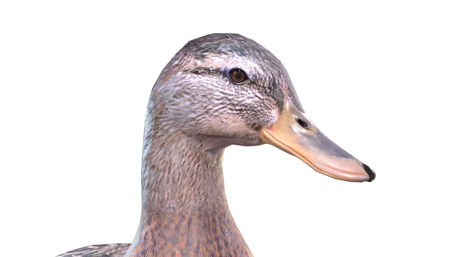 Waterfowl Collection 3D model https://p.turbosquid.com/ts-thumb/VJ/rhqt6W/Z4/041/jpg/1640962811/1920x1080/fit_q87/bc9142303a7233301da500de5b62976590a5f4c5/041.jpg