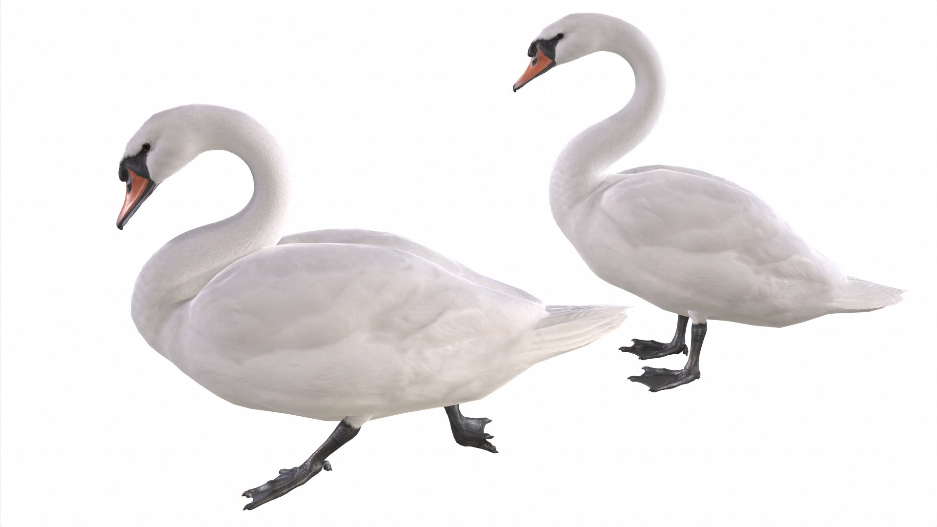 Waterfowl Collection 3D model https://p.turbosquid.com/ts-thumb/VJ/rhqt6W/am/01/jpg/1640962439/1920x1080/fit_q87/83f3862d5f187c3715a46bdbb0ed7a75fb566876/01.jpg