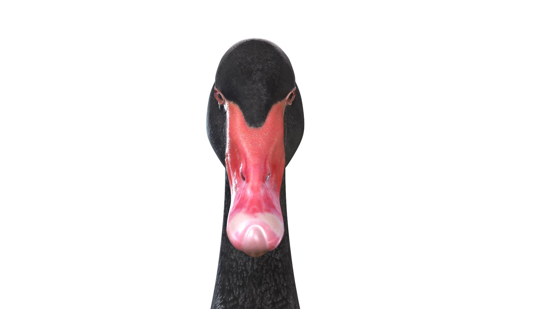 Waterfowl Collection 3D model https://p.turbosquid.com/ts-thumb/VJ/rhqt6W/f5/052/jpg/1640964076/1920x1080/fit_q87/be0caf18a80b98b91e73d5f4032cdc46ad2df494/052.jpg