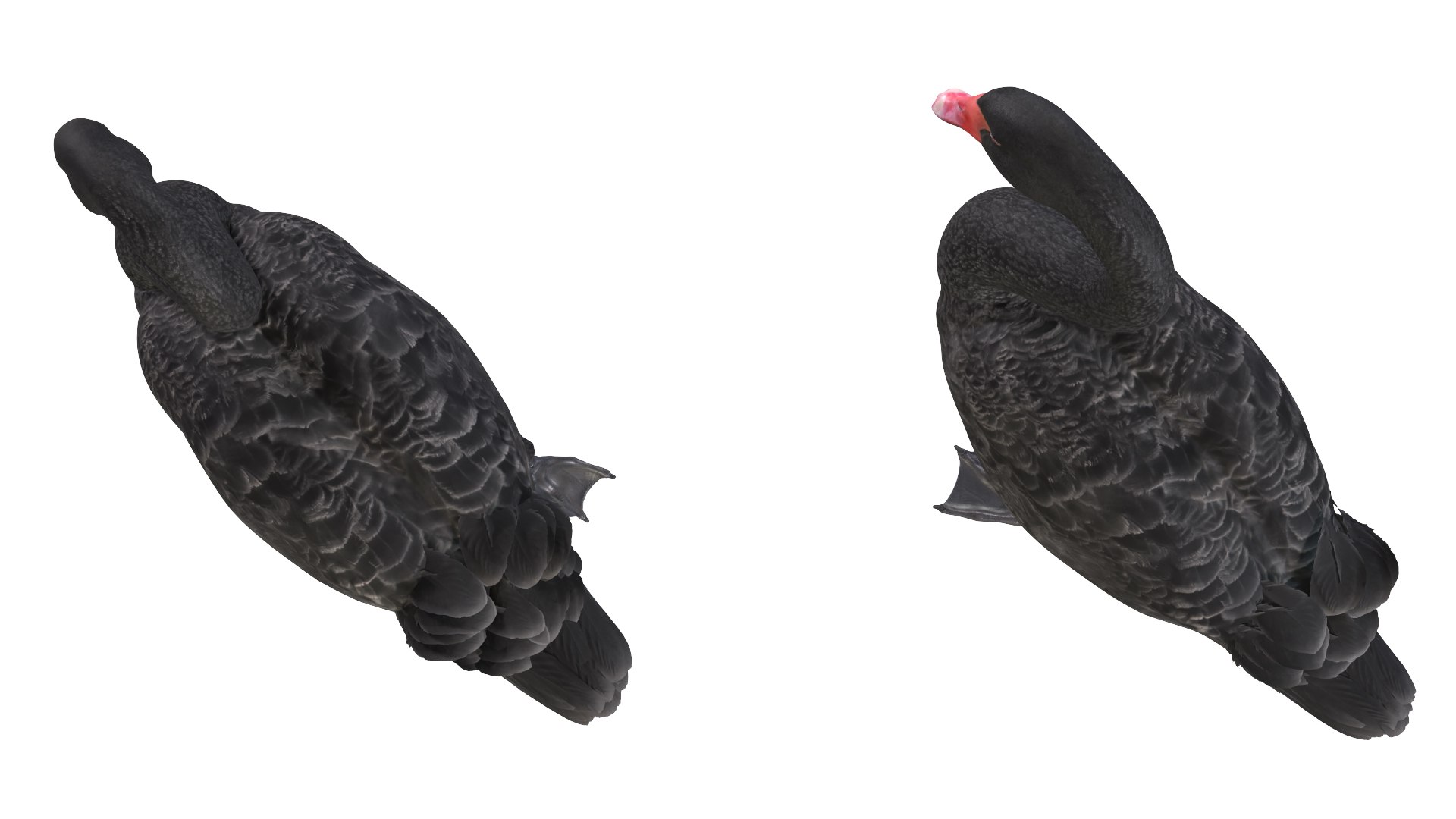 Waterfowl Collection 3D model https://p.turbosquid.com/ts-thumb/VJ/rhqt6W/jD/022/jpg/1640964077/1920x1080/fit_q87/ee17a5f001315dbe327c7f644a8d155b205711cc/022.jpg