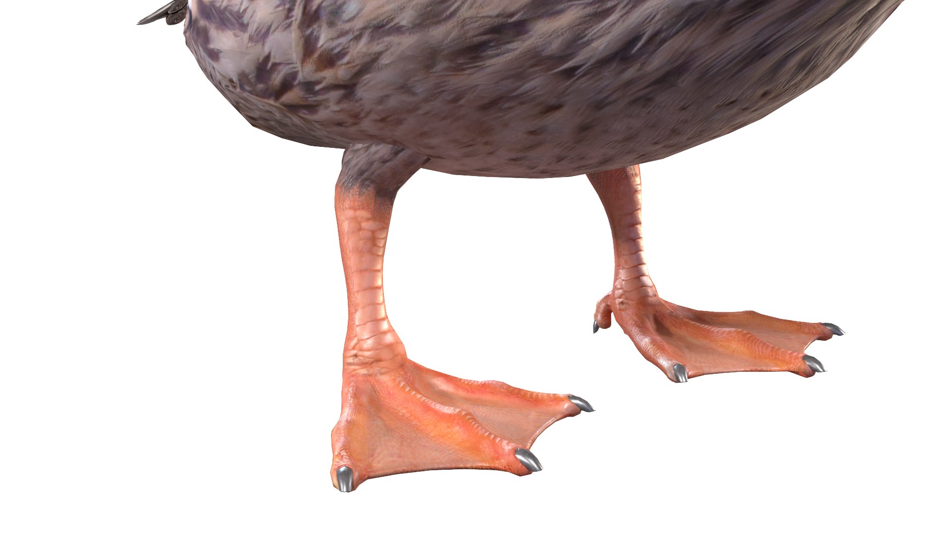 Waterfowl Collection 3D model https://p.turbosquid.com/ts-thumb/VJ/rhqt6W/kl/071/jpg/1640962817/1920x1080/fit_q87/675fd94ce6fb7014d0d5be6d3a6750128ac43626/071.jpg