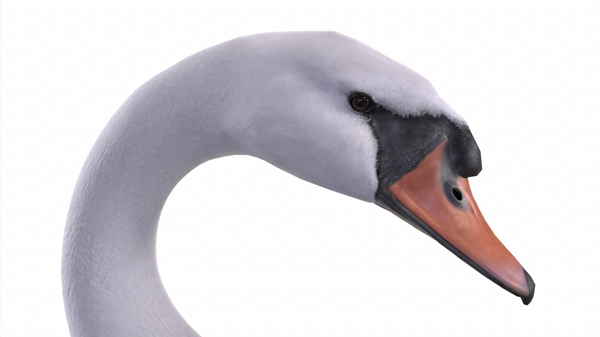 Waterfowl Collection 3D model https://p.turbosquid.com/ts-thumb/VJ/rhqt6W/lc/02/jpg/1640962438/1920x1080/fit_q87/1f900fef0067e90895aa3618da701f401baa611b/02.jpg