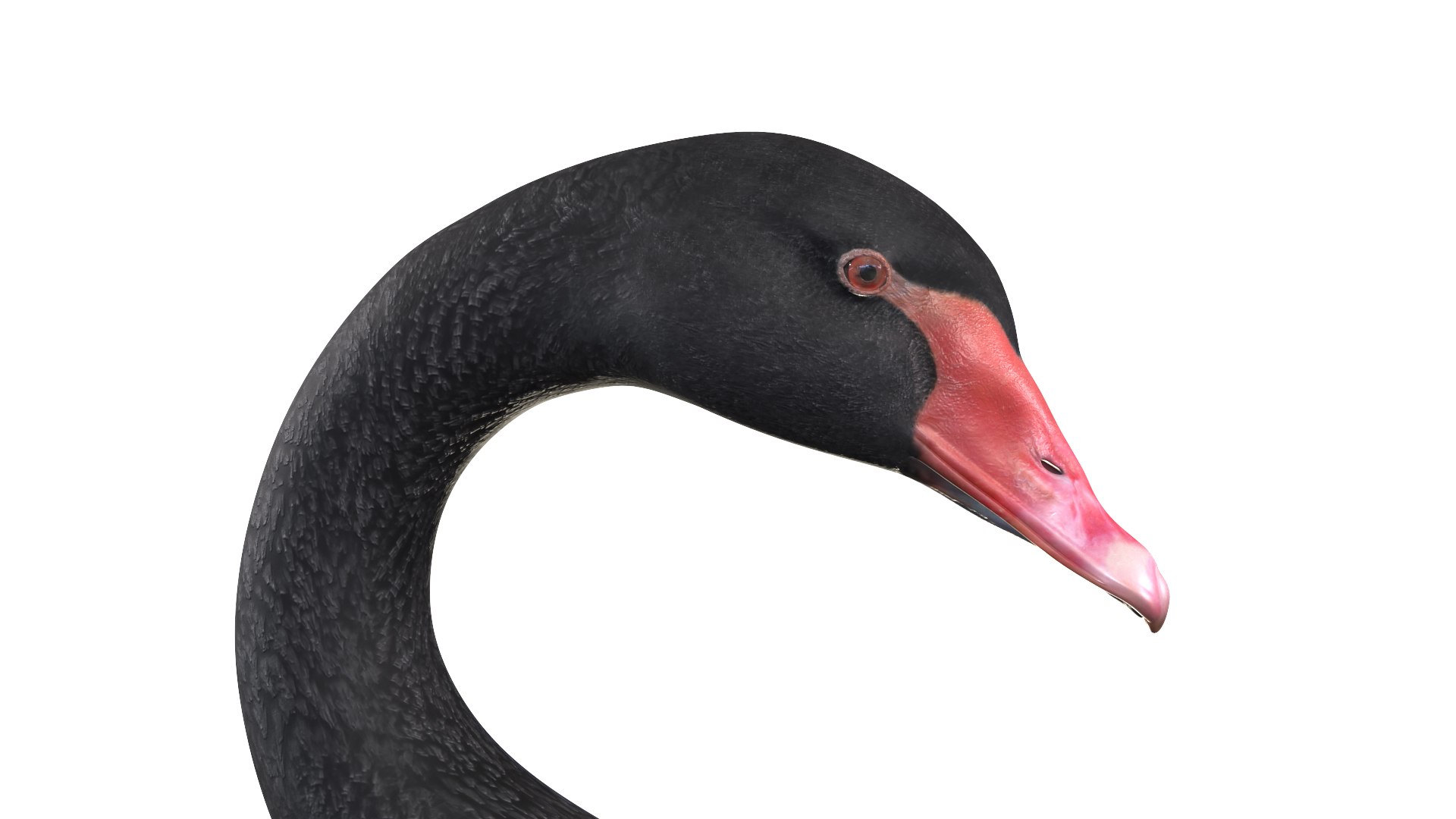 Waterfowl Collection 3D model https://p.turbosquid.com/ts-thumb/VJ/rhqt6W/mO/042/jpg/1640964077/1920x1080/fit_q87/3ac6ee6836b8f14f942d013d1553ef981097eeb6/042.jpg