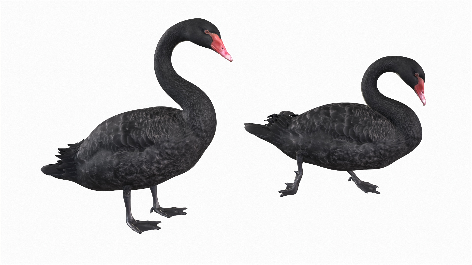 Waterfowl Collection 3D model https://p.turbosquid.com/ts-thumb/VJ/rhqt6W/rE/bswan0/jpg/1640964179/1920x1080/turn_fit_q99/1698d78178971f1e4927a8b8c5473f96e9a41c2d/bswan0-1.jpg